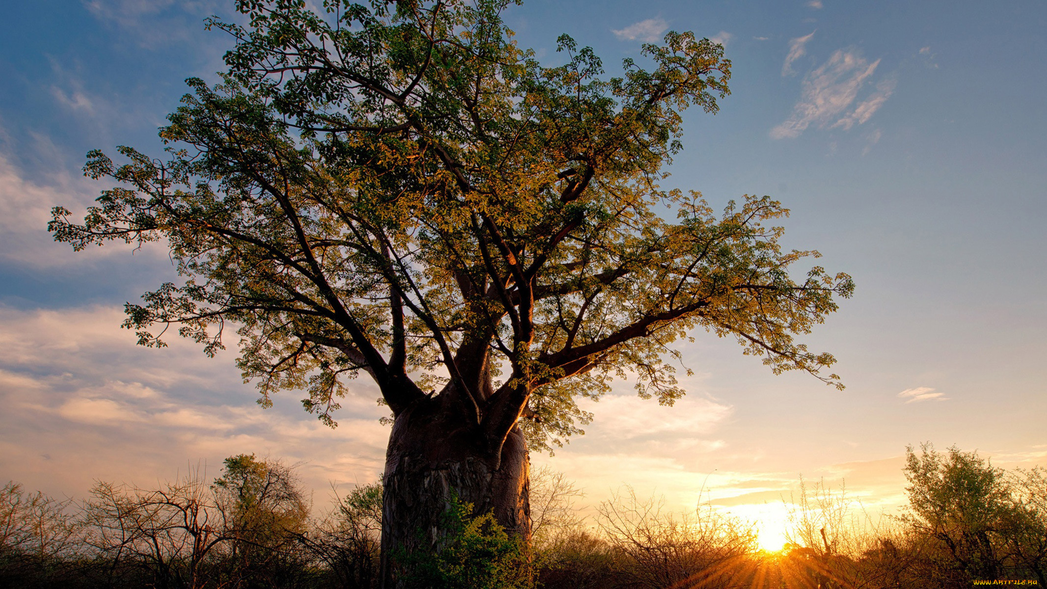 , , madagaskar, baobab